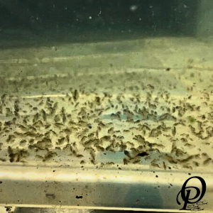 PULGA DE AGUA CEPA INICIAL