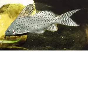 Synodontis velifer