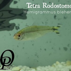 TETRA RODOSTOMO – HEMIGRAMMUS BLEHERI
