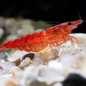 Gamba Red Cherry x docena