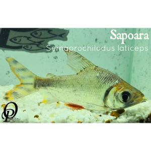 SAPOARA – SEMAPROCHILODUS LATICEPS