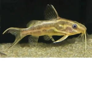 Sinodontis de bandas amarillas – Synodontis flavitaeniatus