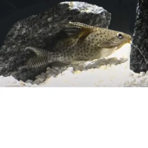 Synodontis Eupterus – Pez gato invertido de aleta alta