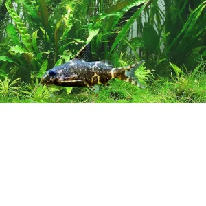 Synodontis nigriventris – pez gato acostado