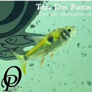 TETRA DOS PUNTOS – EXODON PARADOXUS