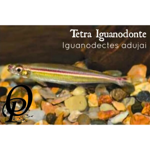 TETRA IGUANODONTE – IGUANODECTES ADUJAI
