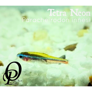TETRA NEON – PARACHEIRODON INNESI