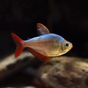 Tetra colombiano • Hyphessobrycon columbianus