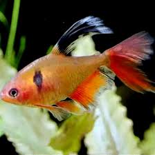 TETRA LLAMA DE VELO – HYPHESSOBRYCON EQUES