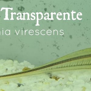 CUCHILLO TRANSPARENTE – EIGENMANNIA VIRESCENS