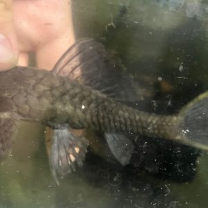 CUCHA CARACACHAMA – Acanthicus hystrix