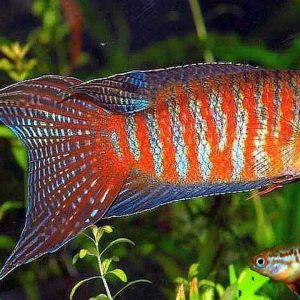 GURAMI PARAISO – MACROPODUS OPERCULARIS