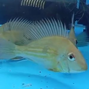 JUAN VIEJO WINIMIRELLI – GEOPHAGUS WINIMIRELLI