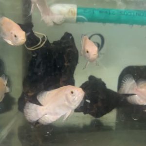 OSCAR ALBINO DE VELO – ASTRONOTUS OCELLATUS