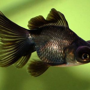 TELESCOPIO – CARASSIUS AURATUS
