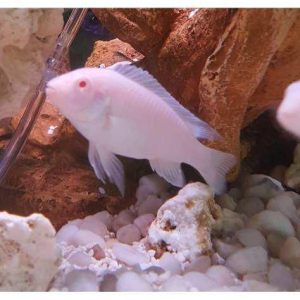 CICLIDO ALBINO OJO ROJO – PSEUDOTROPHEUS DEMASONI