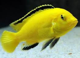 CICLIDO TROFEO – TROPHEUS