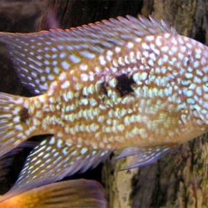 CICLIDO TEXAS – HERICHTHYS CYANOGUTTATUS