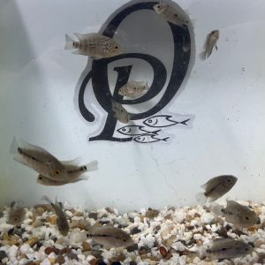 FLOWERHORN – CICHLASOMA SP. FLOWERHORN