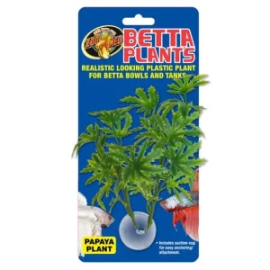 ZOOMED BETTA PLANT – PAPAYA