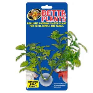 ZOOMED BETTA PLANT – WINDOW LEAF