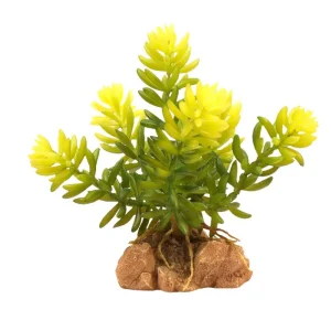 ZOOMED NATURALISTIC DESERT FLORA BURRO’S TAIL