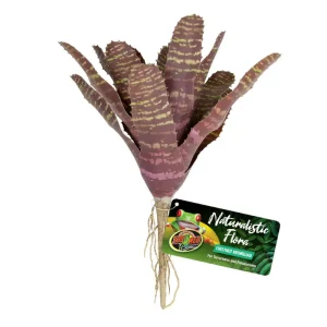 ZOOMED NATURALISTIC FLORA CHESTNUT BROMELIAD