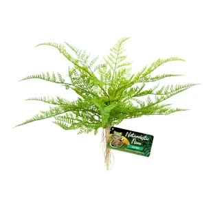 ZOOMED NATURALISTIC FLORA LACE FERN
