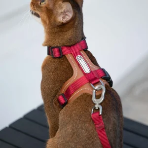 Arnés y correa para gatos – Serie Bobo