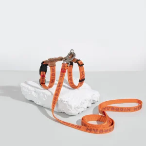 Arnés y correa reflectantes de cuero para gatos – Serie Bobo