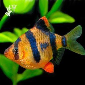 Barbo Tigre (Media Docena)