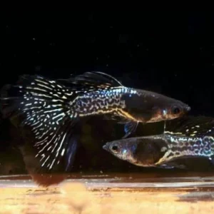Guppy Black Metal – Poecilia reticulata