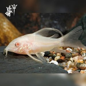 Corydora Albina Velo (1.5-2cm)