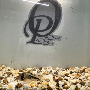 CORYDORA DECKER – CORYDORAS AXELRODI