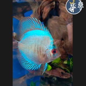 Discos Blue (6 cm diametro)