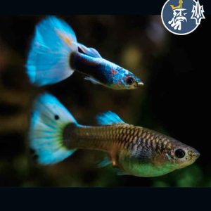 Guppys HB Blue Pastel (Pareja)
