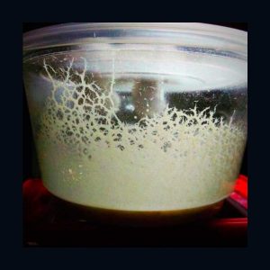 Microgusano (porción)