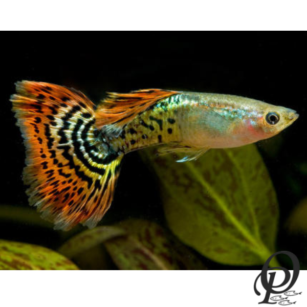 GUPPY DRAGON- POECILIA RETICULATA
