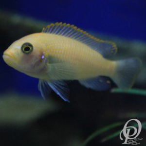 CICLIDO ALBINO CEBRA – MAYLANDIA ESTHERAE