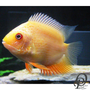 FALSO DISCO DURAZNO – HEROS SEVERUS SPP