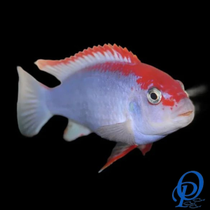 CICLIDO RED TOP – PSEUDOTROPHEUS RED TOP