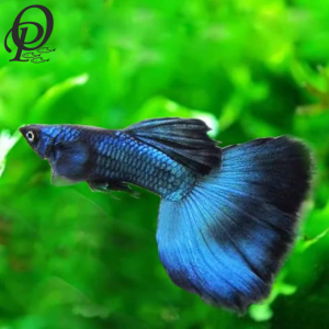 GUPPY DE VELO BLUE MOSCOW – POECILIA RETICULATA
