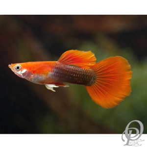 GUPPY DE VELO RED TUXEDO – POECILIA RETICULATA