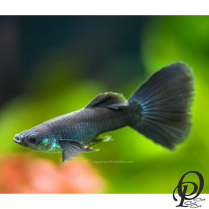 GUPPY BLACK MOSCU- POECILIA RETICULATA