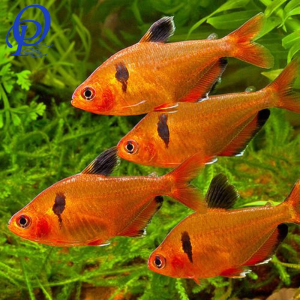 TETRA LLAMA – HYPHESSOBRYCON EQUES