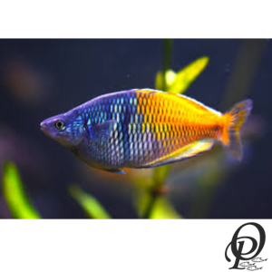 MELANOTENIA ARCOIRIS