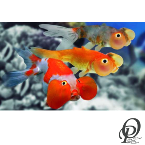 BAILARINA OJO DE BURBUJA – CARASSIUS AURATUS SP