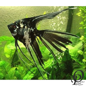 ESCALAR MÁRMOL DE VELO – PTEROPHYLLUM SCALARE