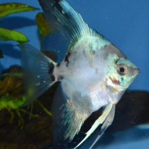 Escalar Paraiba  – PTEROPHYLLUM SCALARE SP