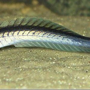 DRAGÓN CHINO – GOBIOIDES PERUANUS